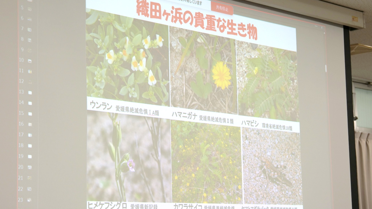 織田ヶ浜の生きものを紹介したスライドの写真