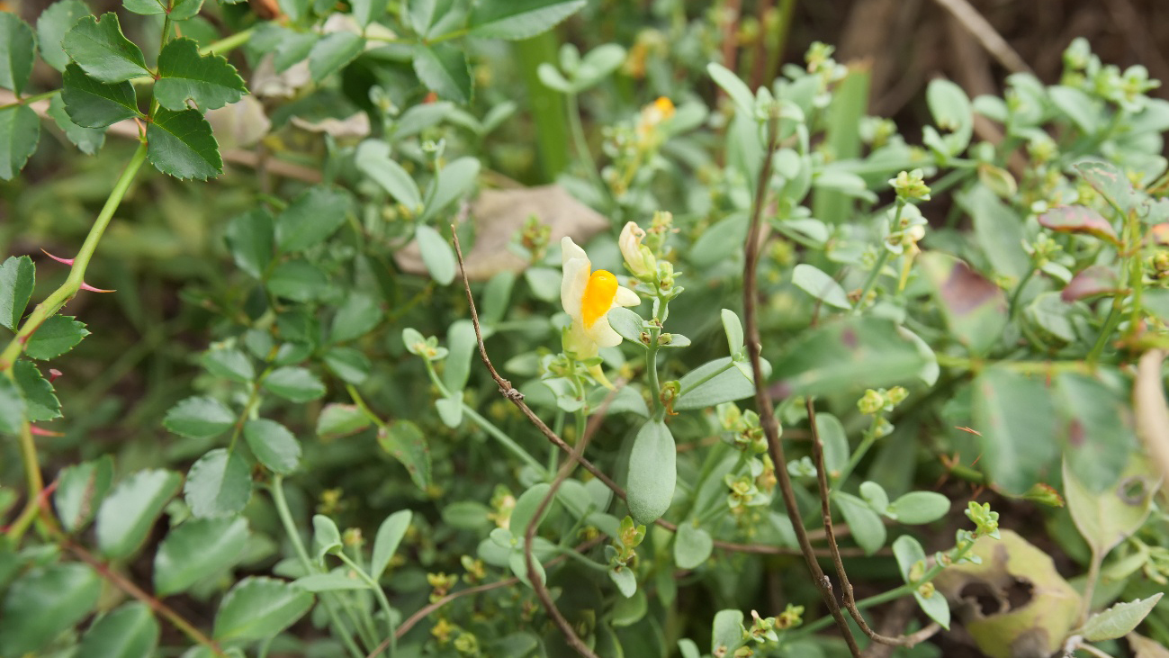 ウンランの写真