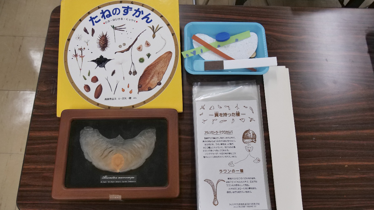 タネの模型と書籍の写真
